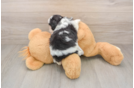 Small Teddy Bear Baby