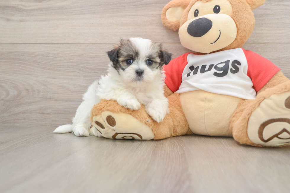 Best Teddy Bear Baby