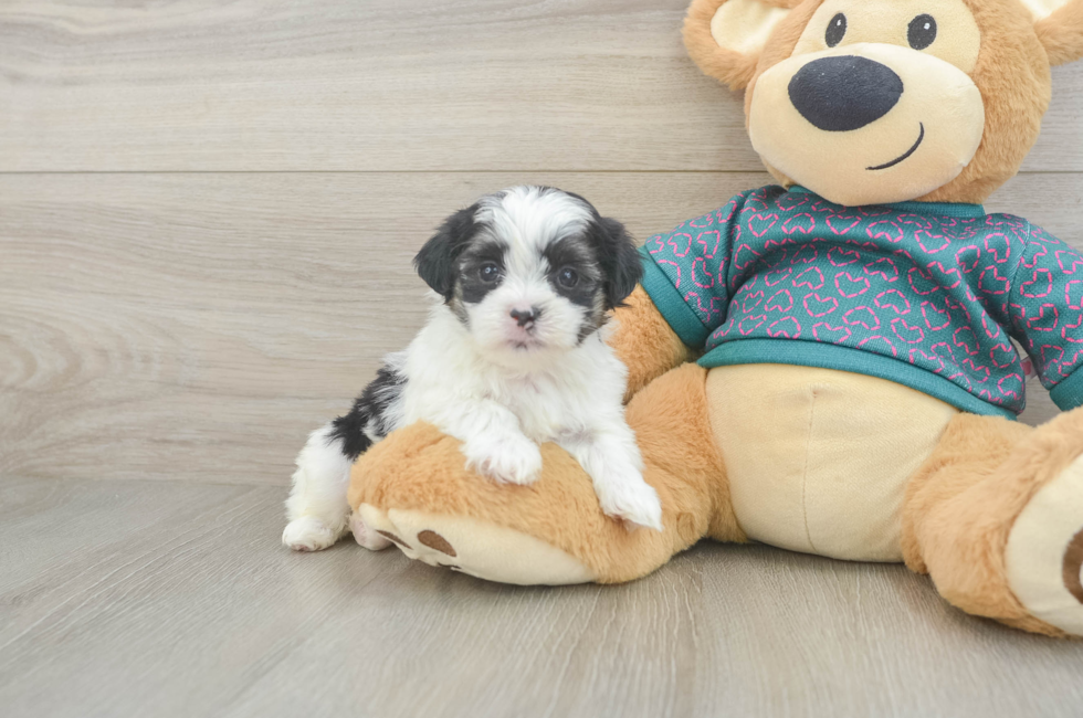 6 week old Teddy Bear Puppy For Sale - Simply Southern Pups