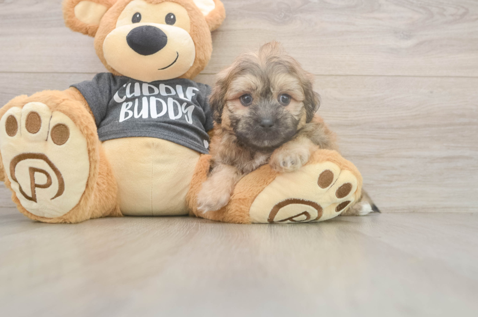 6 week old Teddy Bear Puppy For Sale - Simply Southern Pups