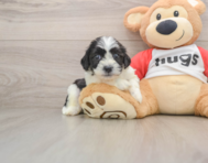 8 week old Teddy Bear Puppy For Sale - Simply Southern Pups