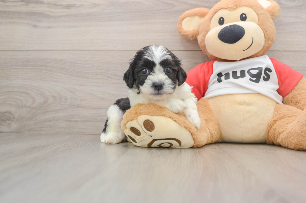 Teddy Bear Pup Being Cute