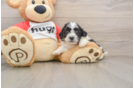Best Teddy Bear Baby