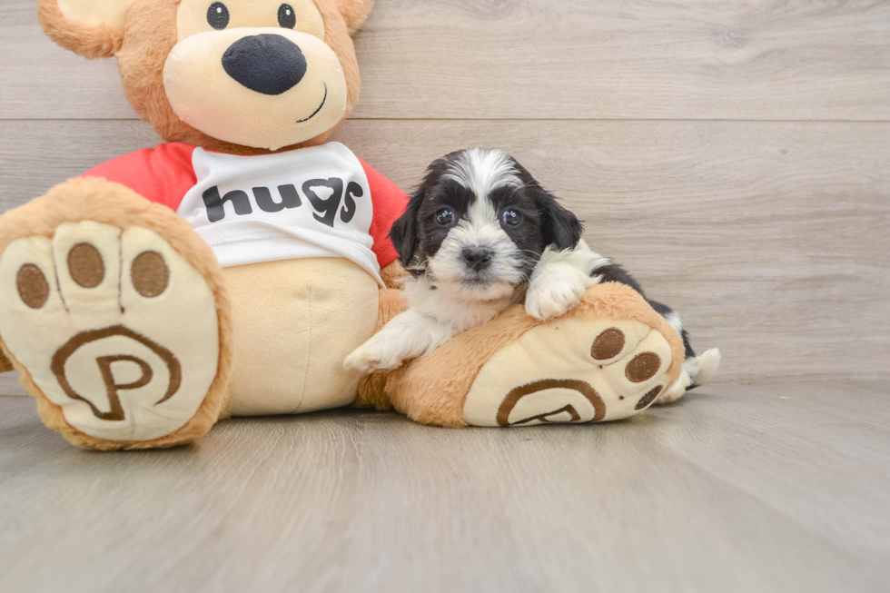 Best Teddy Bear Baby