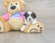 7 week old Teddy Bear Puppy For Sale - Simply Southern Pups