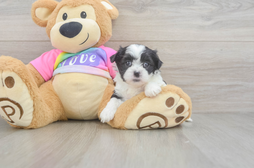 6 week old Teddy Bear Puppy For Sale - Simply Southern Pups