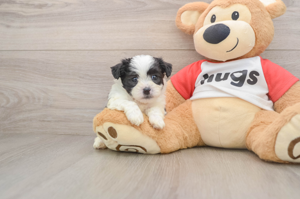 Best Teddy Bear Baby