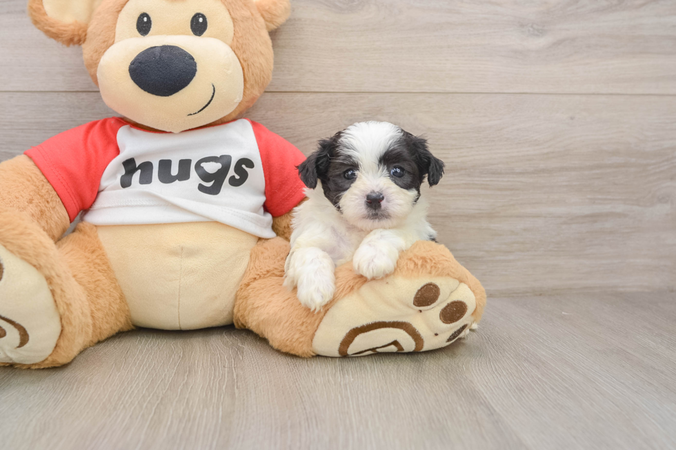 Teddy Bear Puppy for Adoption