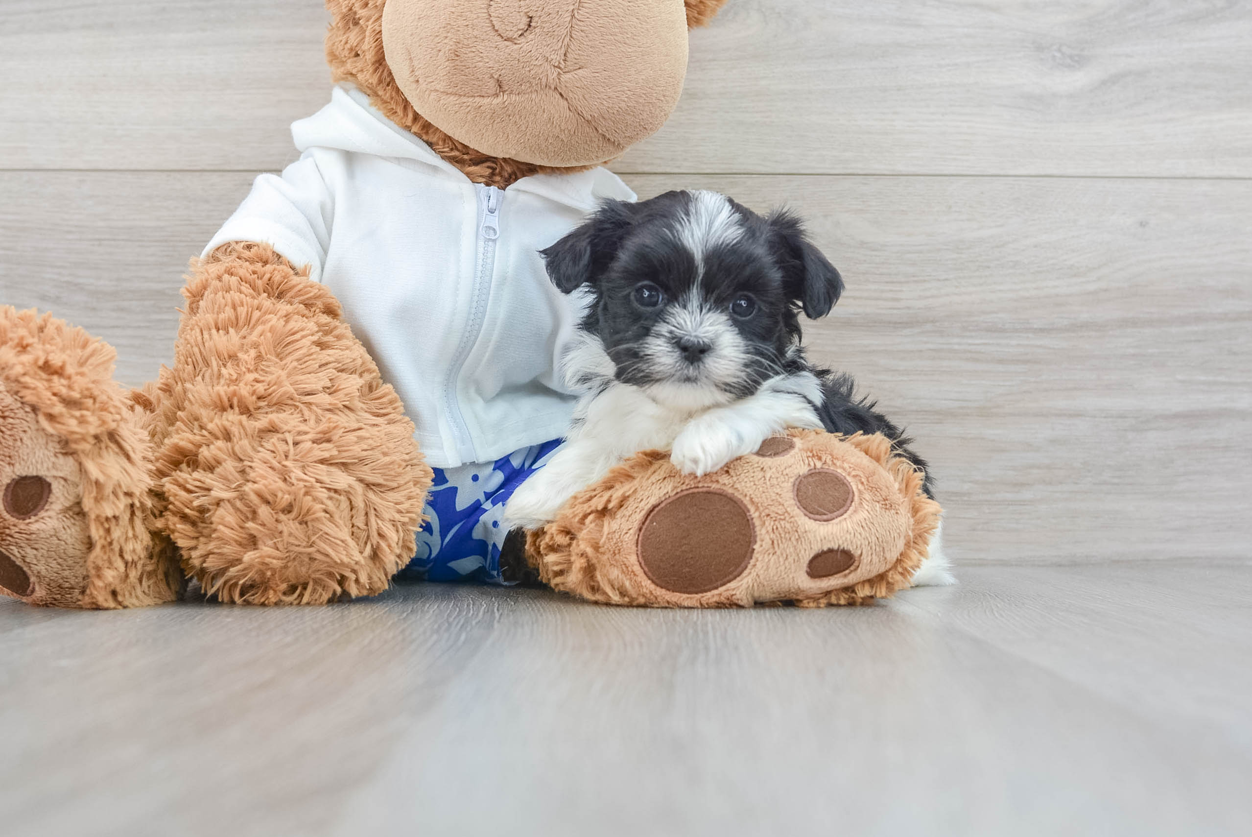 Teddy bear hotsell puppies for free