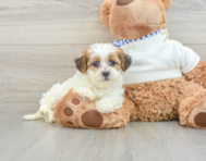 9 week old Teddy Bear Puppy For Sale - Simply Southern Pups