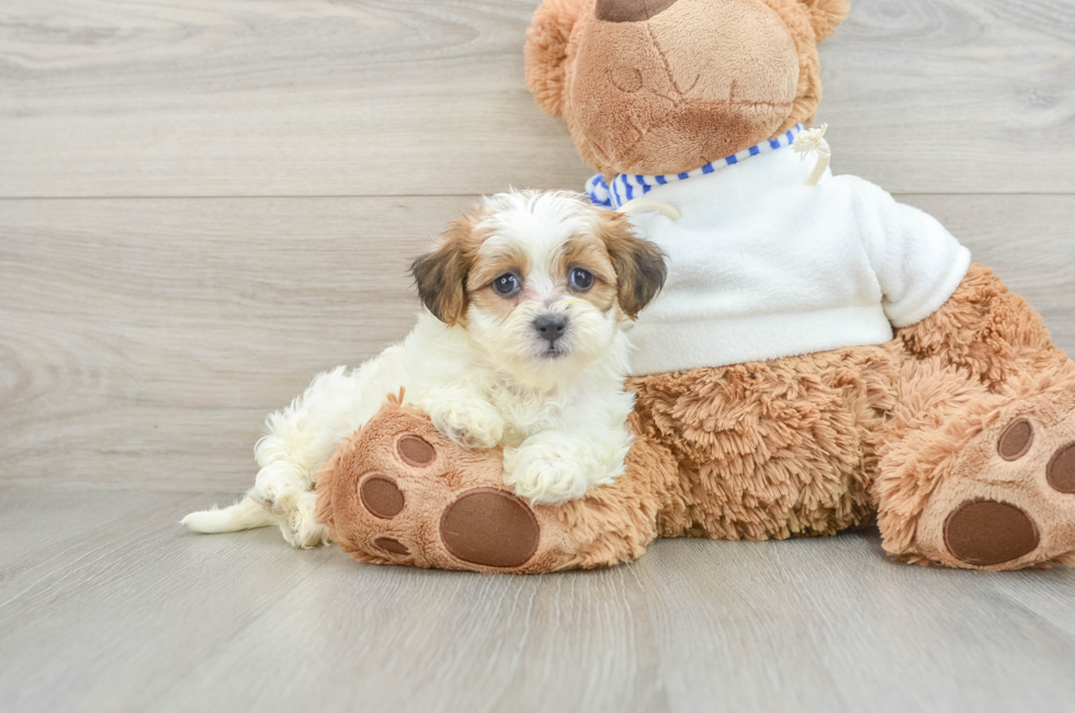 9 week old Teddy Bear Puppy For Sale - Simply Southern Pups