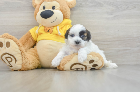 Teddy Bear Pup Being Cute