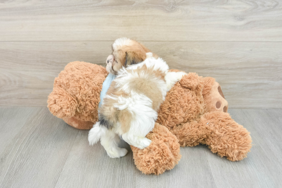 Teddy Bear Pup Being Cute