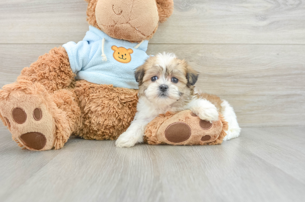 6 week old Teddy Bear Puppy For Sale - Simply Southern Pups