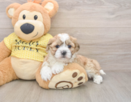 5 week old Teddy Bear Puppy For Sale - Simply Southern Pups