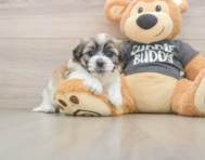 8 week old Teddy Bear Puppy For Sale - Simply Southern Pups