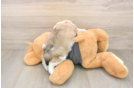 Teddy Bear Puppy for Adoption