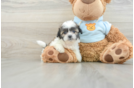 Teddy Bear Puppy for Adoption