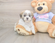 7 week old Teddy Bear Puppy For Sale - Simply Southern Pups