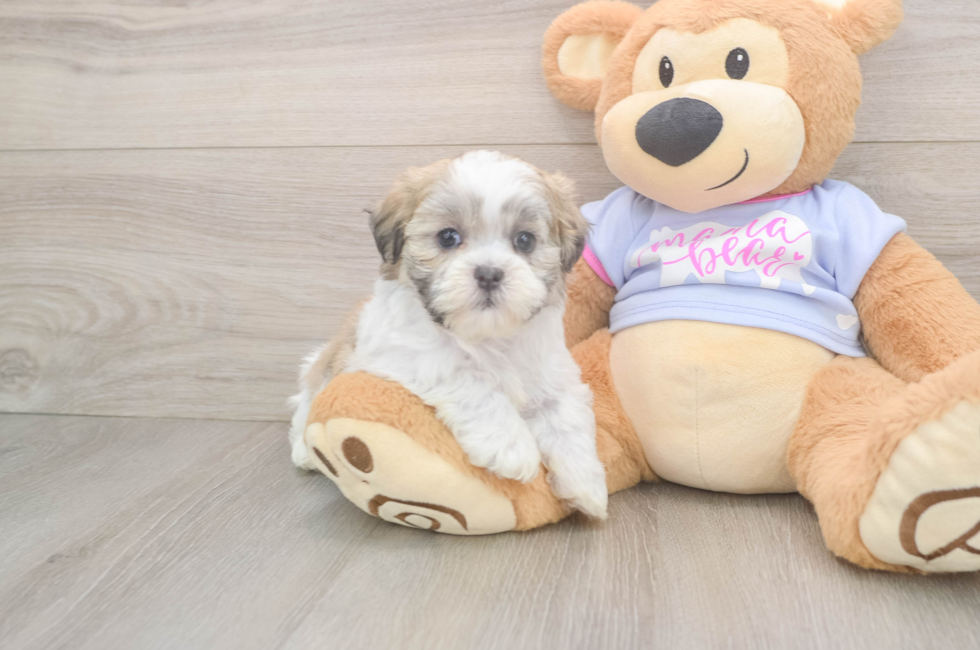 7 week old Teddy Bear Puppy For Sale - Simply Southern Pups