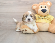 5 week old Teddy Bear Puppy For Sale - Simply Southern Pups