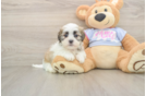 Teddy Bear Puppy for Adoption