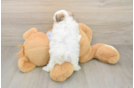 Teddy Bear Puppy for Adoption