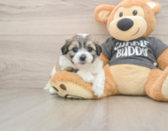 8 week old Teddy Bear Puppy For Sale - Simply Southern Pups