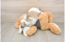 Popular Teddy Bear Designer Pup