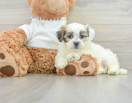 9 week old Teddy Bear Puppy For Sale - Simply Southern Pups