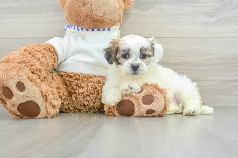 9 week old Teddy Bear Puppy For Sale - Simply Southern Pups