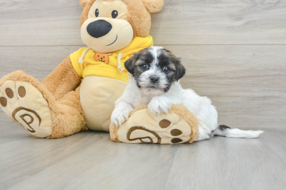 6 week old Teddy Bear Puppy For Sale - Simply Southern Pups