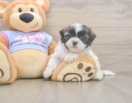 7 week old Teddy Bear Puppy For Sale - Simply Southern Pups
