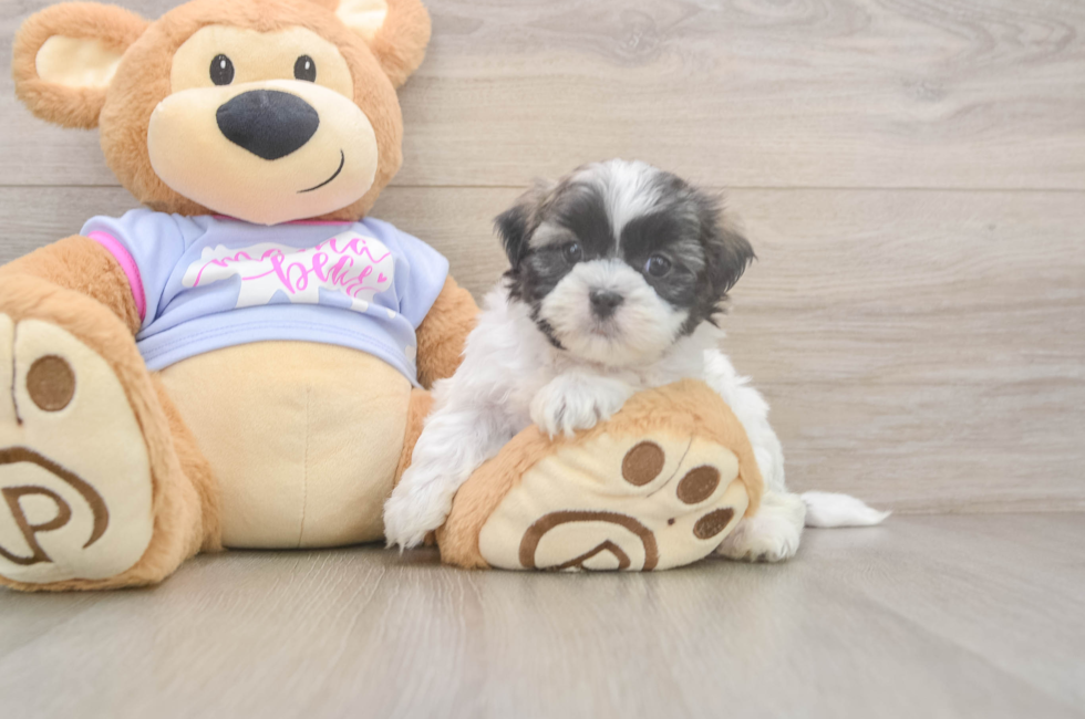 7 week old Teddy Bear Puppy For Sale - Simply Southern Pups