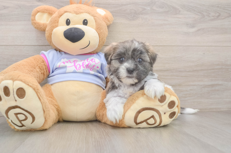 7 week old Teddy Bear Puppy For Sale - Simply Southern Pups