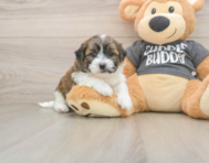 8 week old Teddy Bear Puppy For Sale - Simply Southern Pups