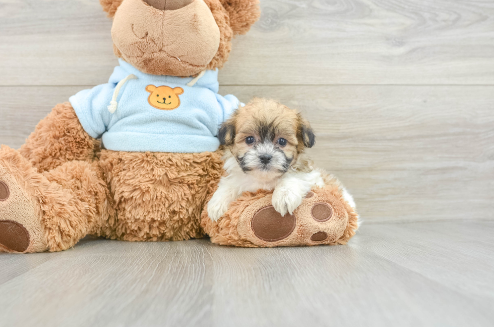 6 week old Teddy Bear Puppy For Sale - Simply Southern Pups