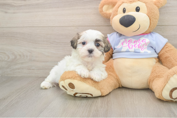 Cute Teddy Bear Baby