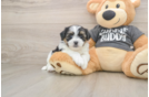 Sweet Teddy Bear Baby
