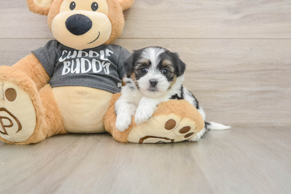 Teddy Bear Pup Being Cute