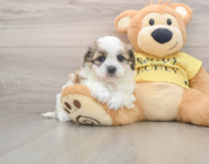 5 week old Teddy Bear Puppy For Sale - Simply Southern Pups