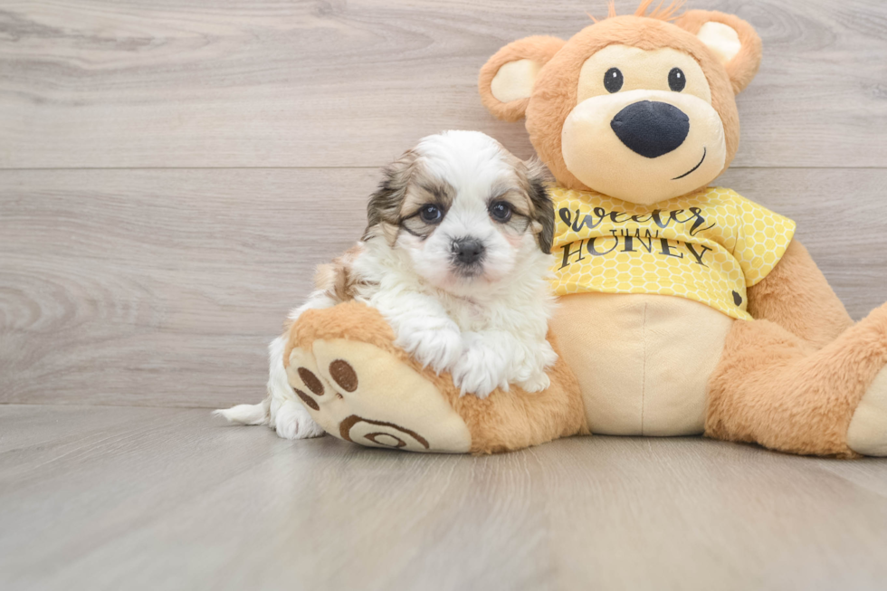 Best Teddy Bear Baby