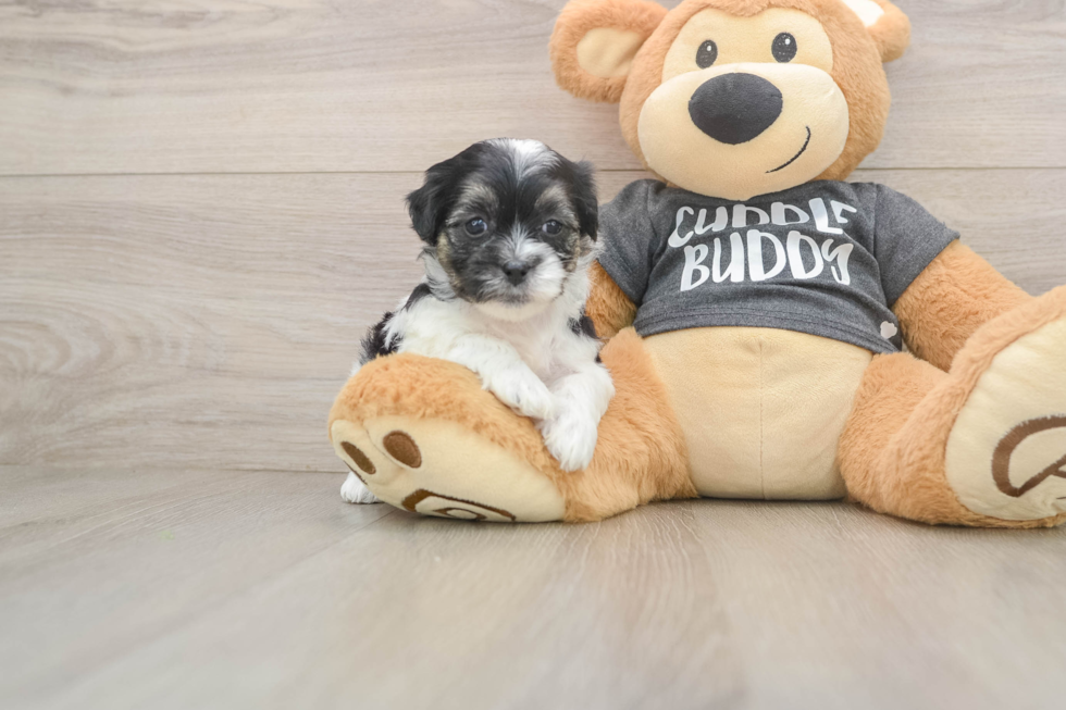 Happy Teddy Bear Baby