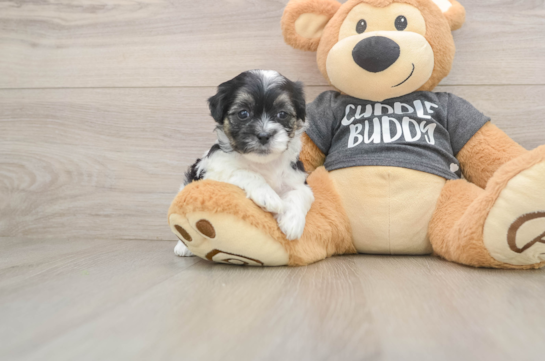 Happy Teddy Bear Baby