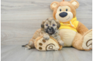 Smart Teddy Bear Designer Pup