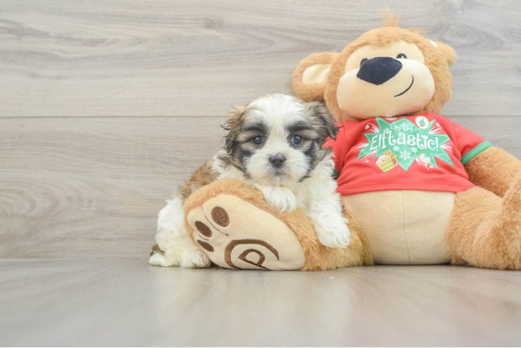 Teddy Bear Puppy for Adoption