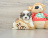 6 week old Teddy Bear Puppy For Sale - Simply Southern Pups