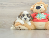 6 week old Teddy Bear Puppy For Sale - Simply Southern Pups