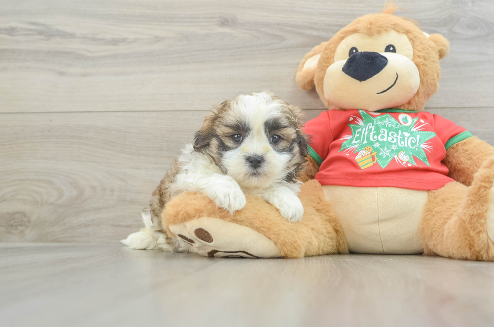 6 week old Teddy Bear Puppy For Sale - Simply Southern Pups