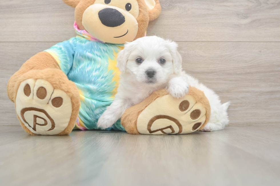 5 week old Teddy Bear Puppy For Sale - Simply Southern Pups